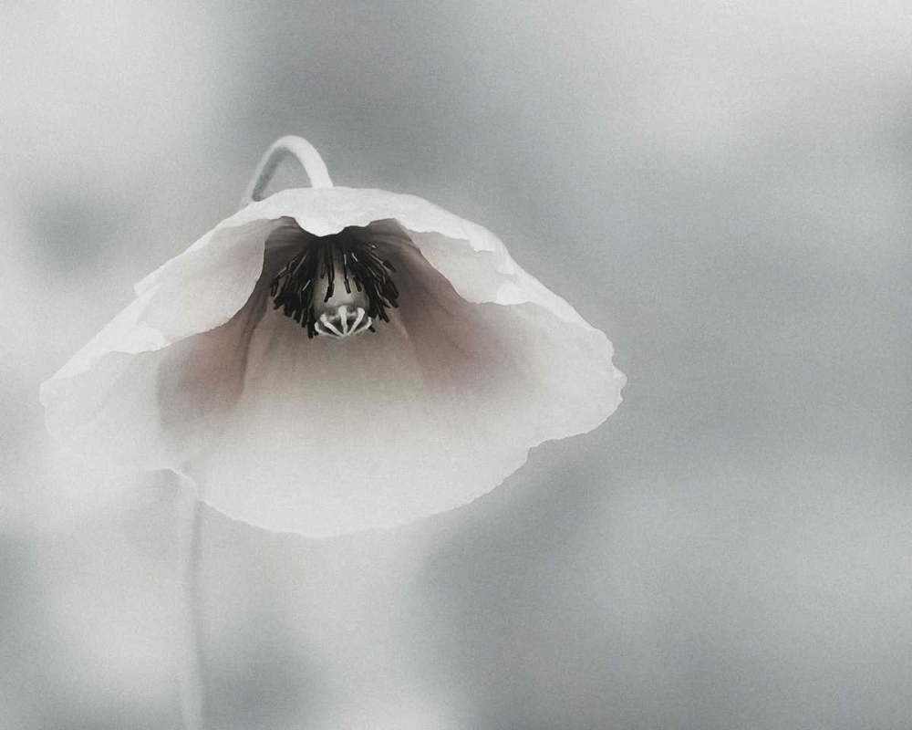 Ephemeral Beauty art print by Piet Flour for $57.95 CAD