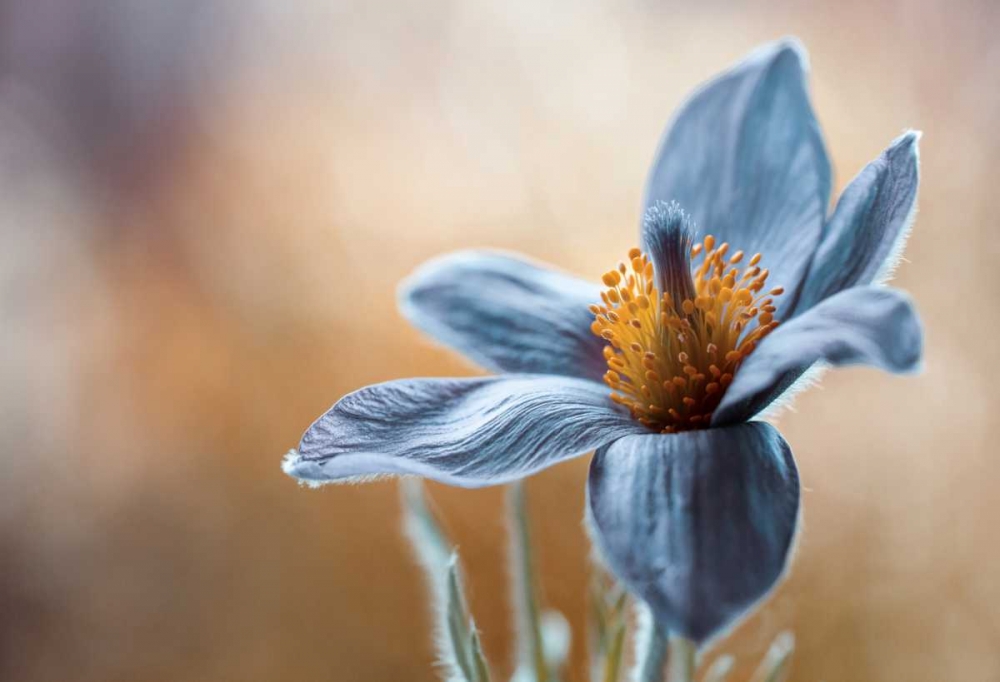 Pasque art print by Mandy Disher for $57.95 CAD