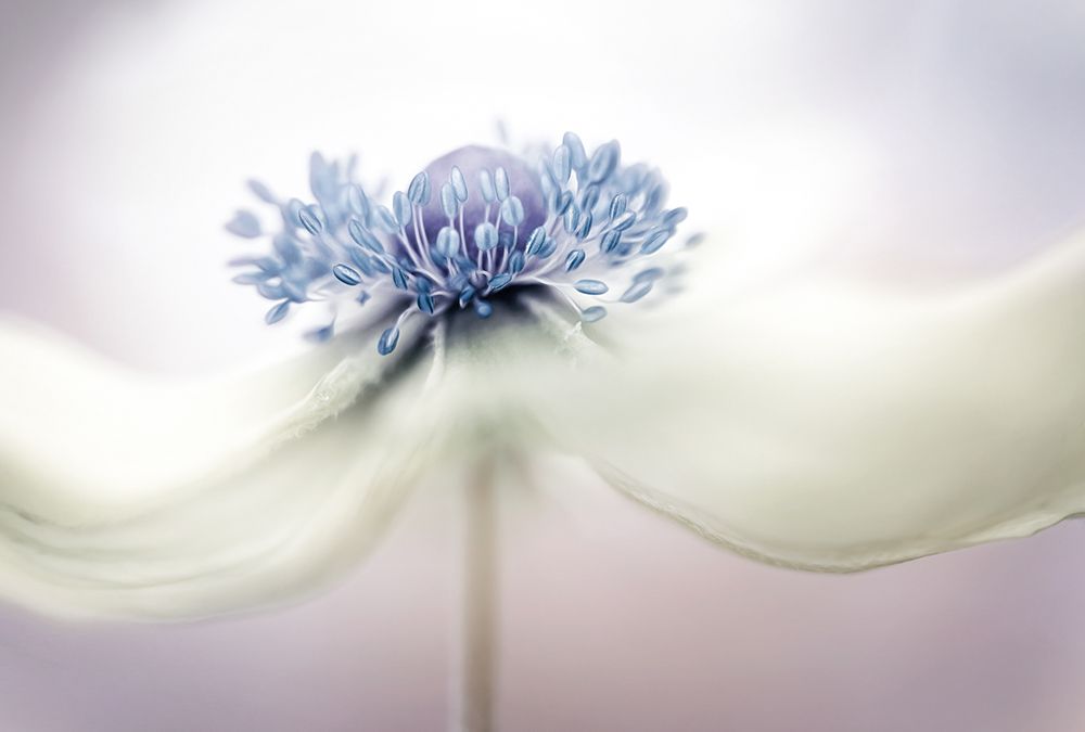 A N E M O N E art print by Mandy Disher for $57.95 CAD