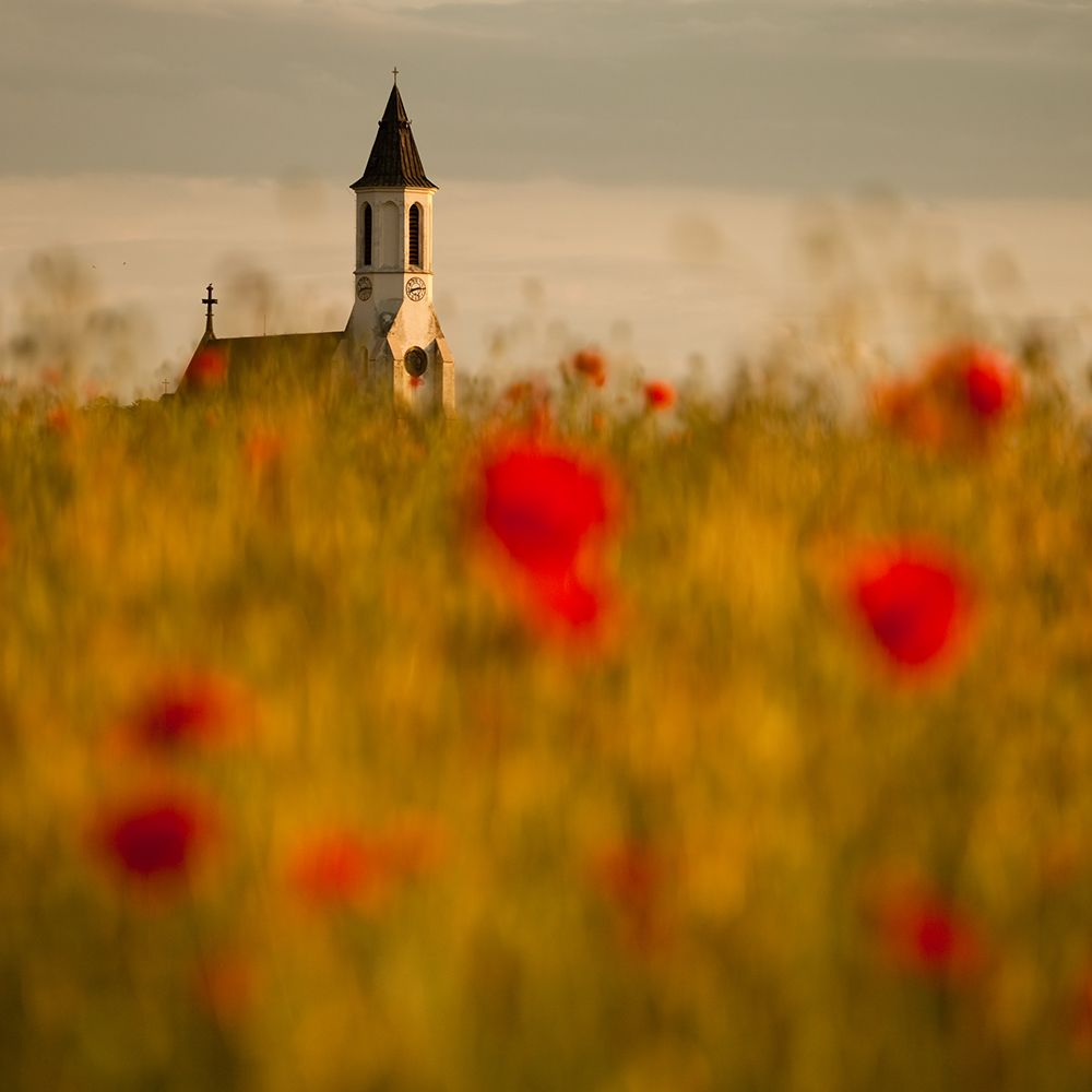 In The Poppy Fields art print by Robert Adamec for $57.95 CAD