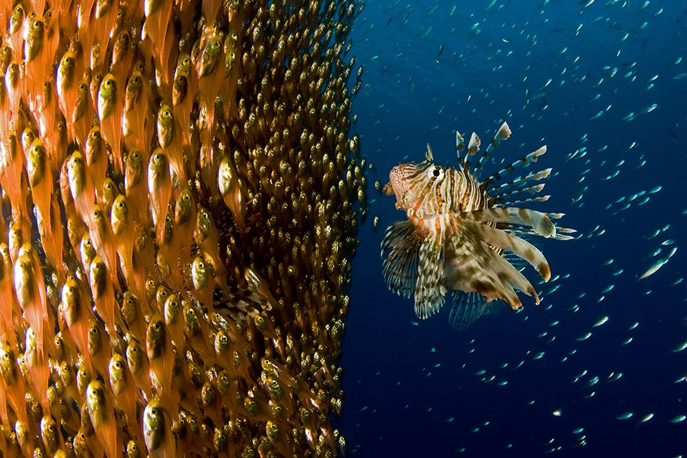 Lion fish staring at its lunch art print by Ilan Ben Tov for $57.95 CAD