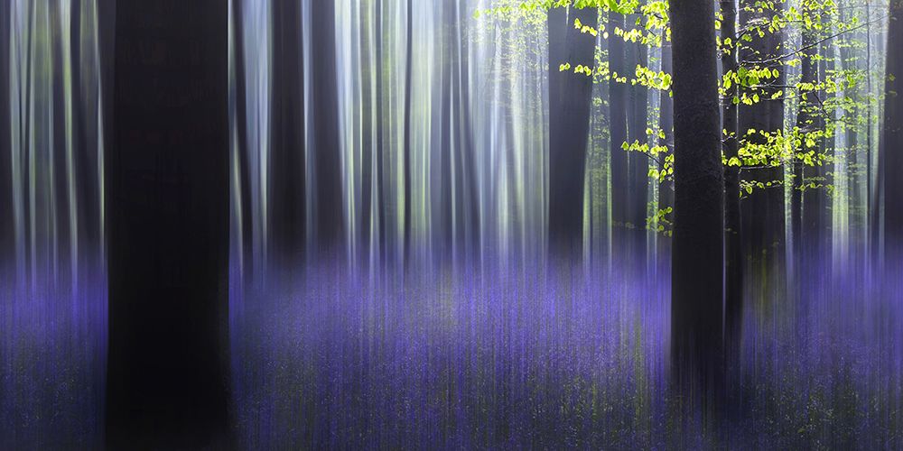 q Haller fantasy q art print by Wil Mijer for $57.95 CAD
