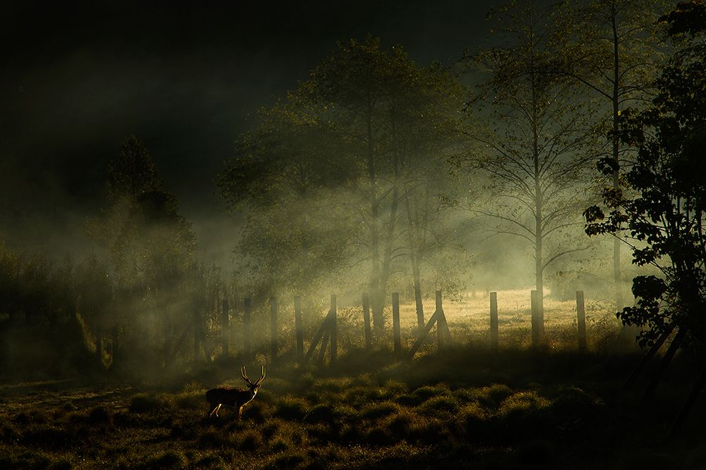 Misty Morning art print by Nunu Rizani for $57.95 CAD