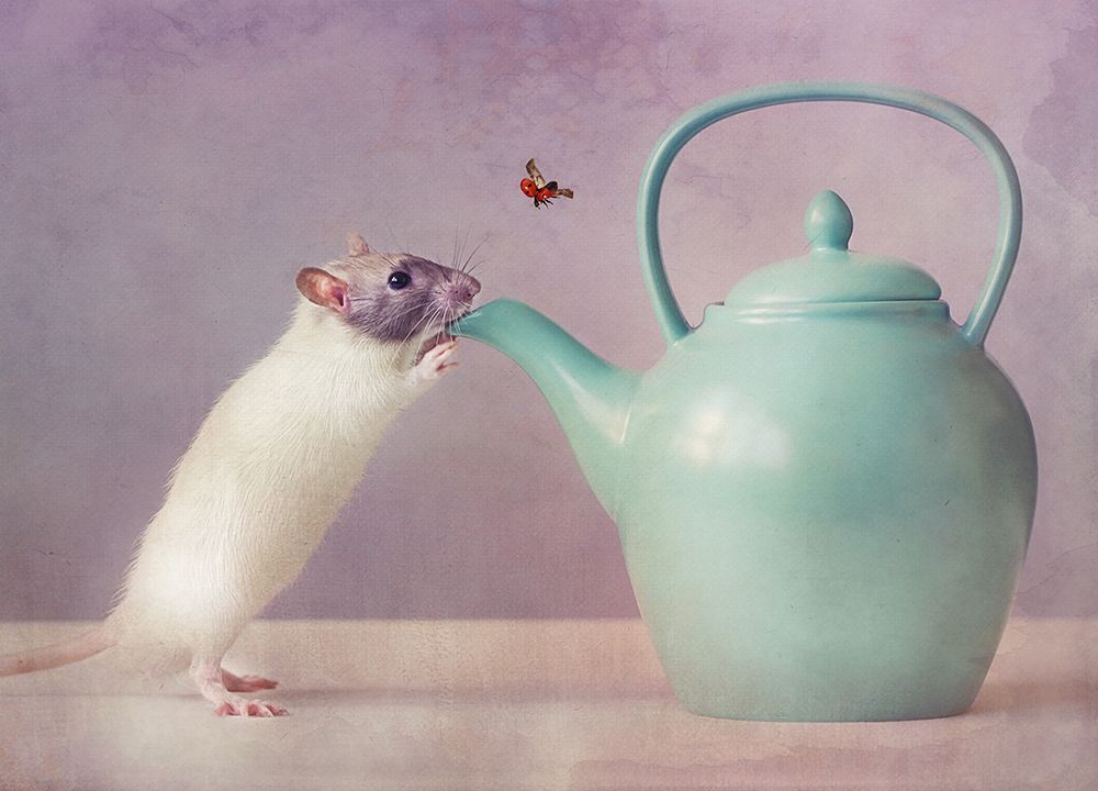 Snoozy  :) art print by Ellen Van Deelen for $57.95 CAD