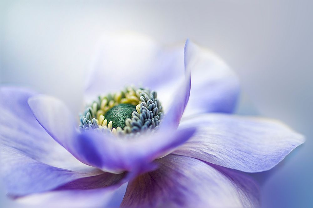 Anemone De Caen art print by Jacky Parker for $57.95 CAD