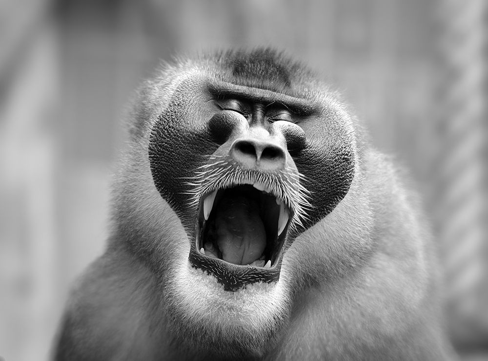 THE YAWN I art print by Antje Wenner-Braun for $57.95 CAD
