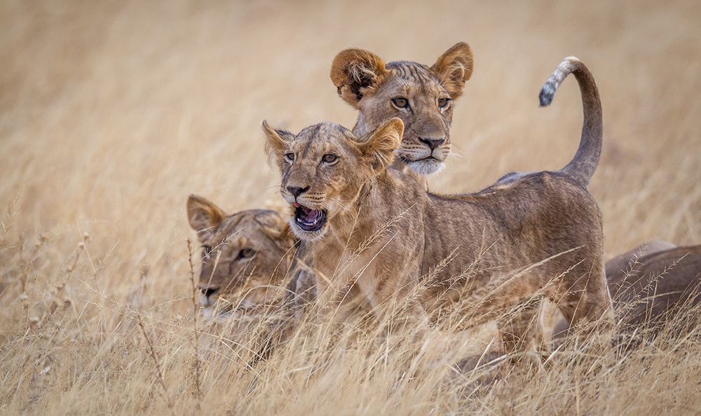 Boys At Play art print by Jeffrey C. Sink for $57.95 CAD