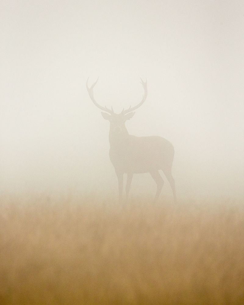 Ghost Stag art print by Stuart Harling for $57.95 CAD