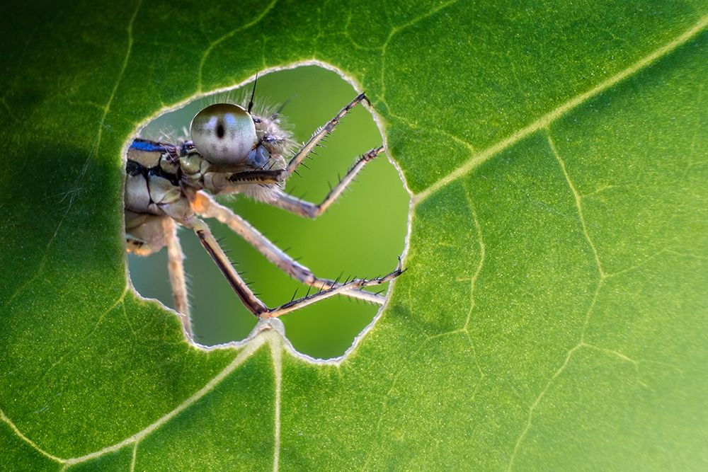 At the window art print by Alberto Ghizzi Panizza for $57.95 CAD