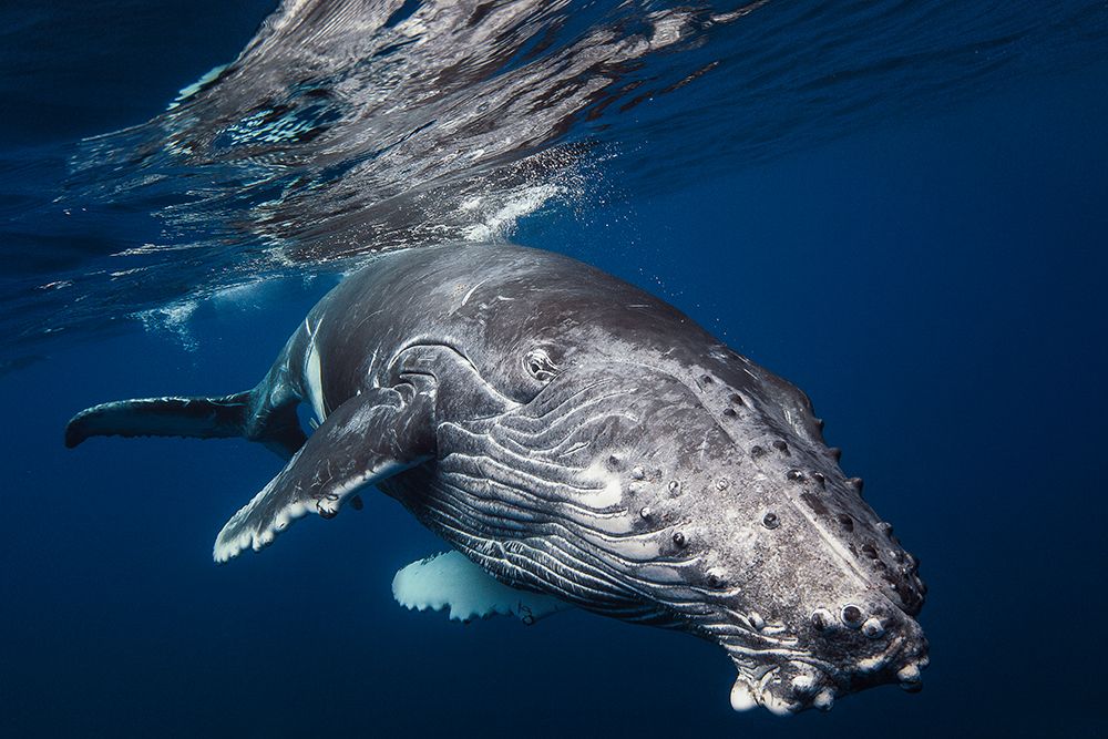 Humpback Whale art print by Barathieu Gabriel for $57.95 CAD