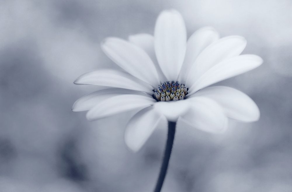 Blue tones art print by Lotte Gronkjar for $57.95 CAD