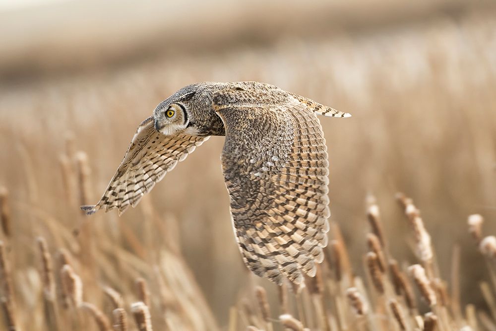 Great Horned Owl art print by Peter Stahl for $57.95 CAD