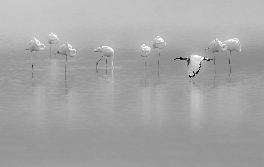 Shades Of Gray art print by Massimo Mei for $57.95 CAD