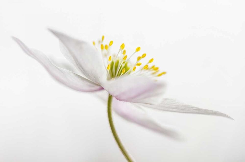 Nemorosa art print by Mandy Disher for $57.95 CAD