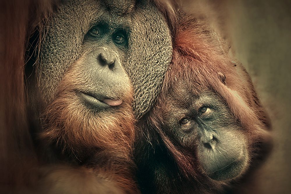 THE PEOPLE OF THE FOREST art print by Antje Wenner-Braun for $57.95 CAD