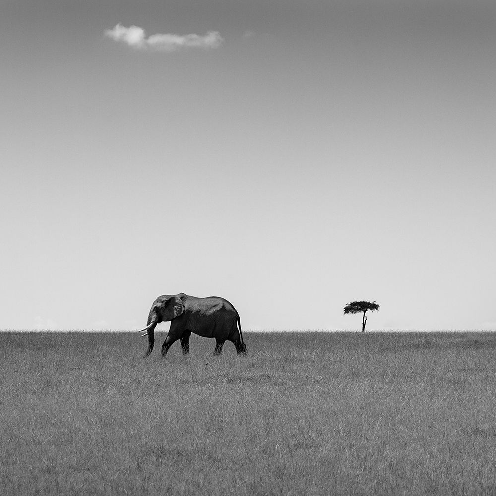 Elephant And The Friendly Cloud... art print by Ali Khataw for $57.95 CAD