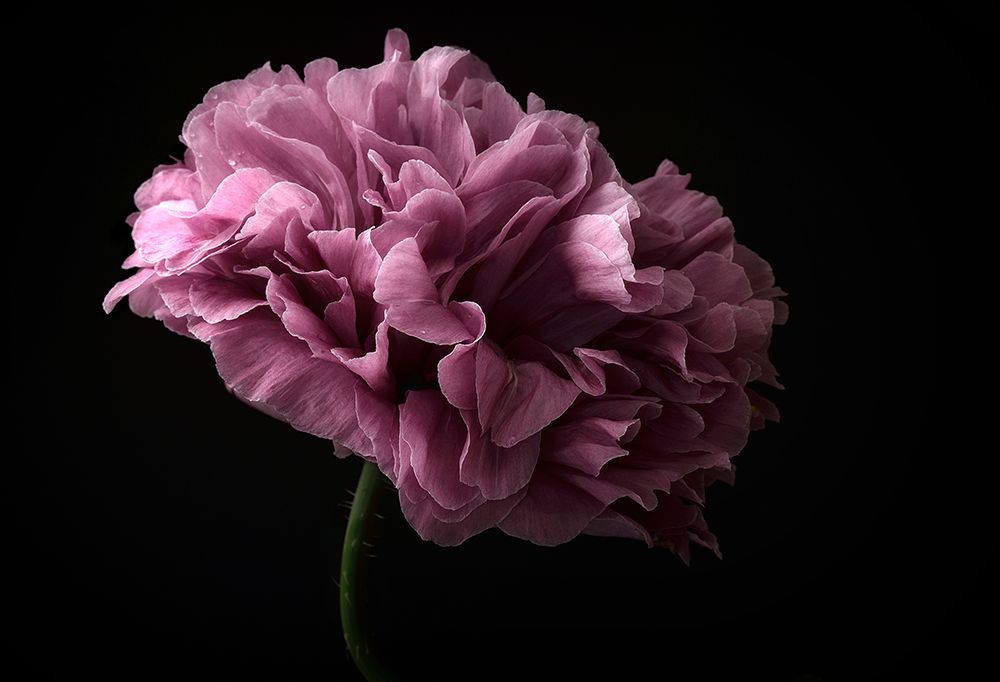Poppy art print by Lotte Gronkjar for $57.95 CAD