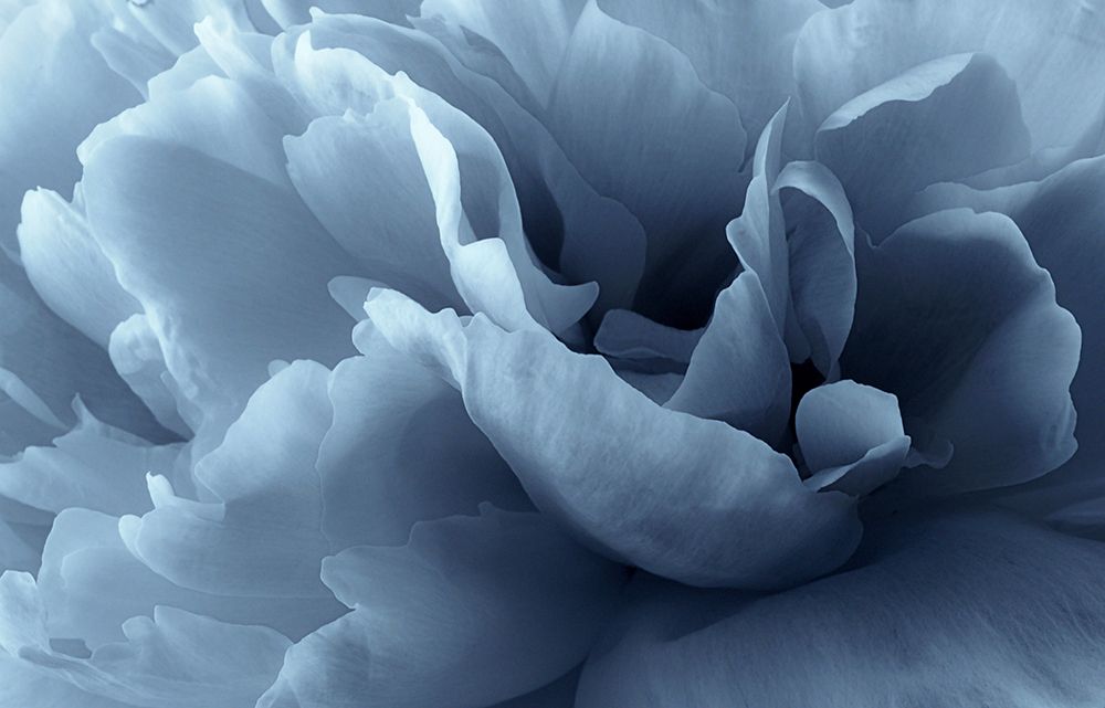 Peony Petal Abstract art print by Lotte Gronkjar for $57.95 CAD