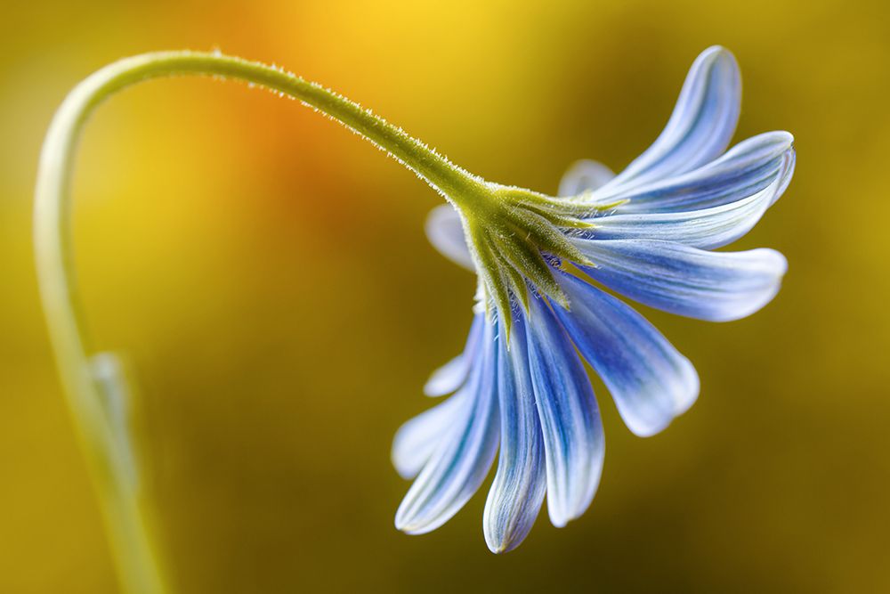 Cape Daisy art print by Mandy Disher for $57.95 CAD