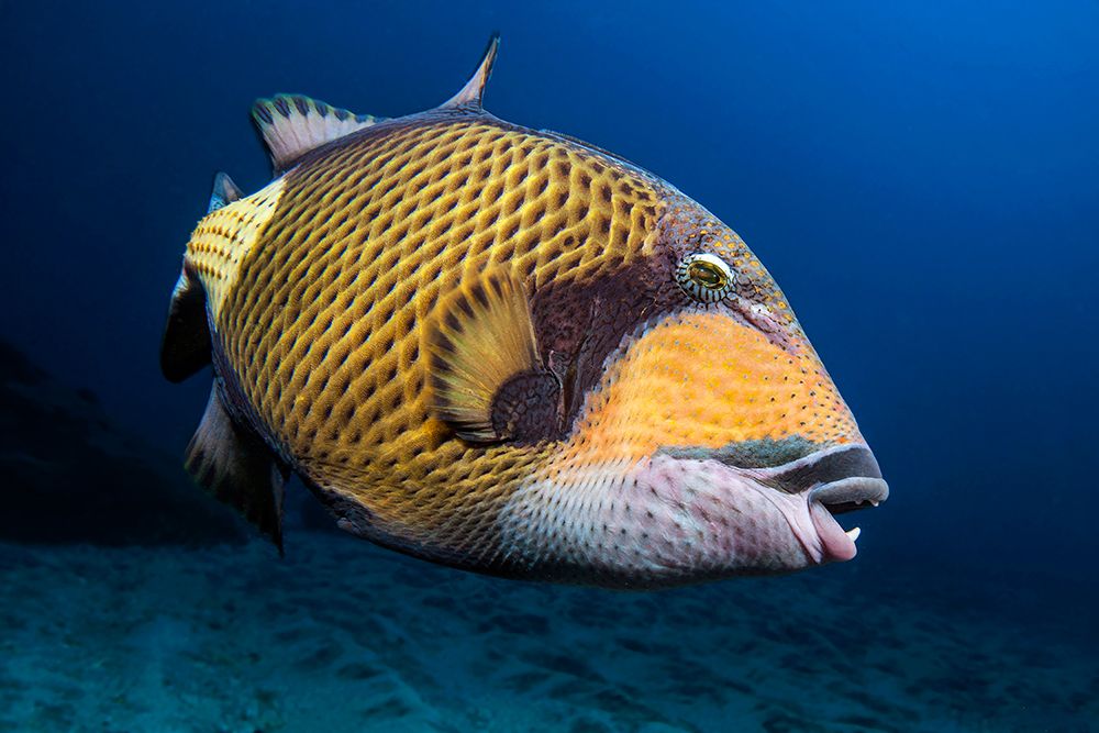 Triggerfish art print by Barathieu Gabriel for $57.95 CAD