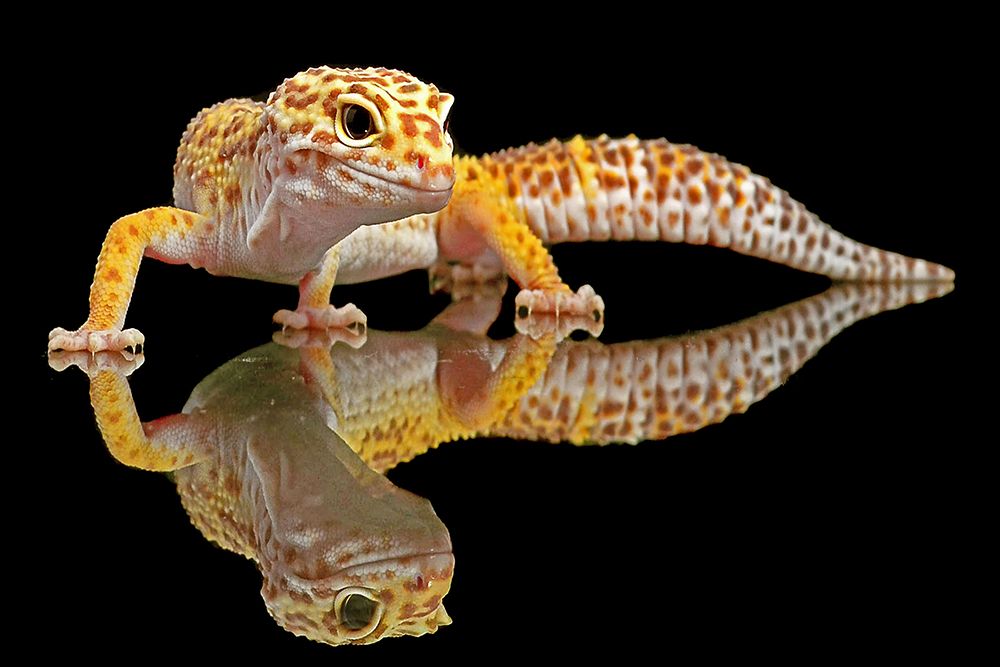 Leopard Gecko art print by Dikky Oesin for $57.95 CAD