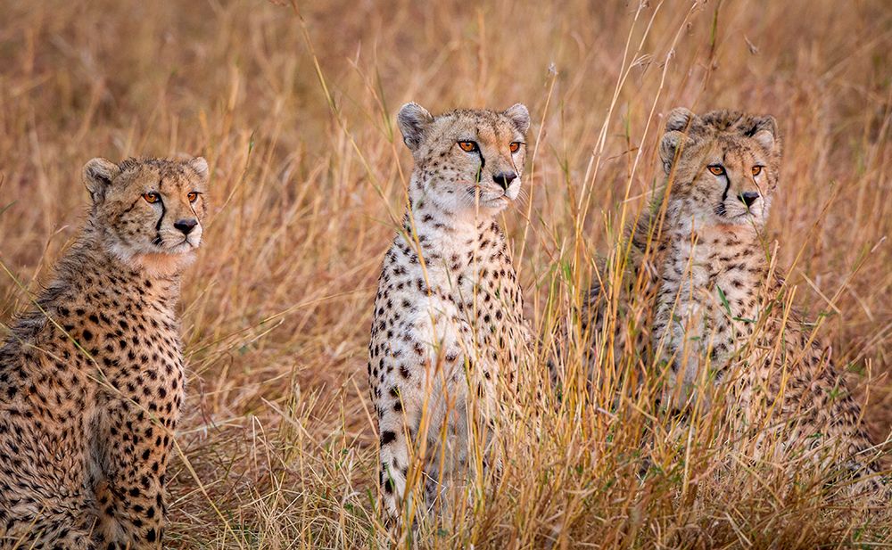 Cheetah Alpine Glow art print by Jeffrey C. Sink for $57.95 CAD