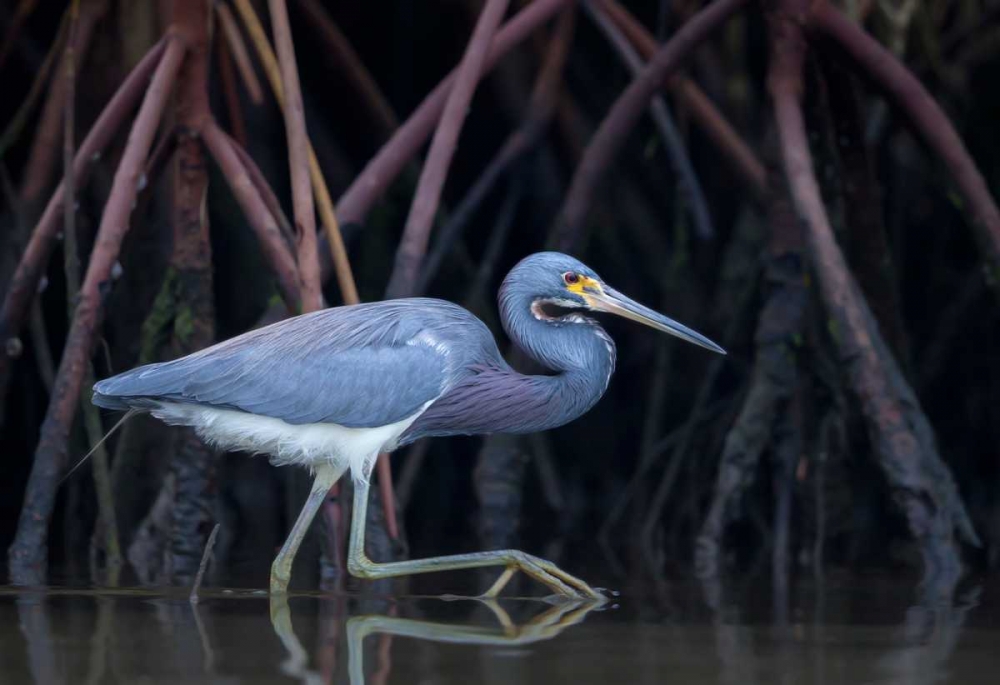 Stalking In The Mangroves art print by Greg Barsh for $57.95 CAD