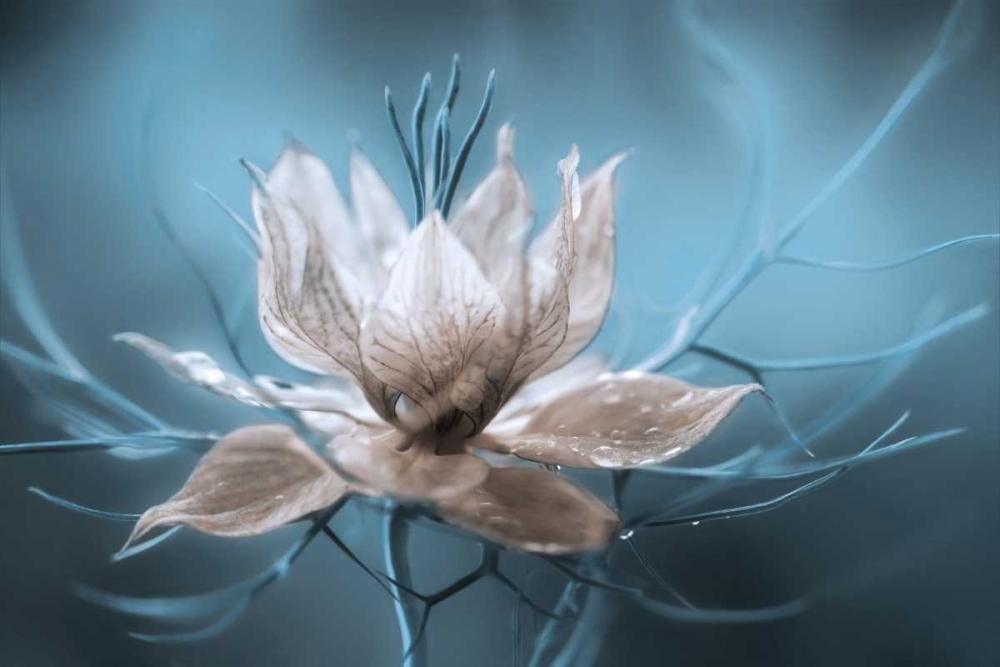 Nigella art print by Mandy Disher for $57.95 CAD