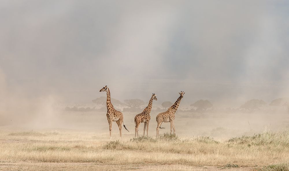 Weathering The Amboseli Dust Devils art print by Jeffrey C. Sink for $57.95 CAD