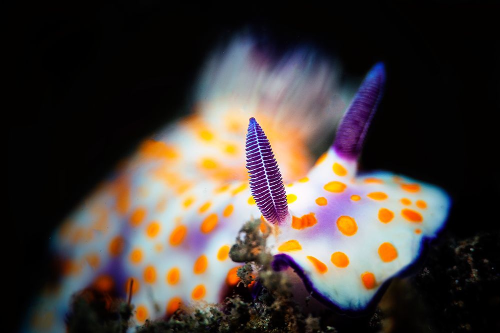 Nudibranche art print by Barathieu Gabriel for $57.95 CAD