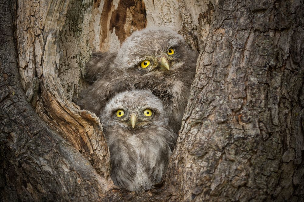 Civ and Civ art print by Alberto Ghizzi Panizza for $57.95 CAD