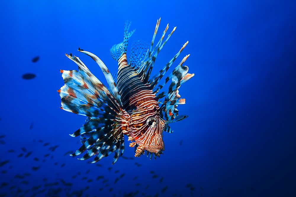 Lionfish art print by Barathieu Gabriel for $57.95 CAD
