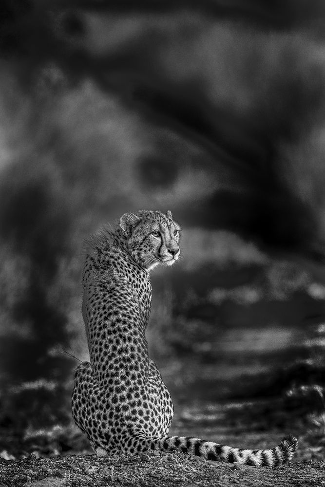 The Look Back art print by Jaco Marx for $57.95 CAD