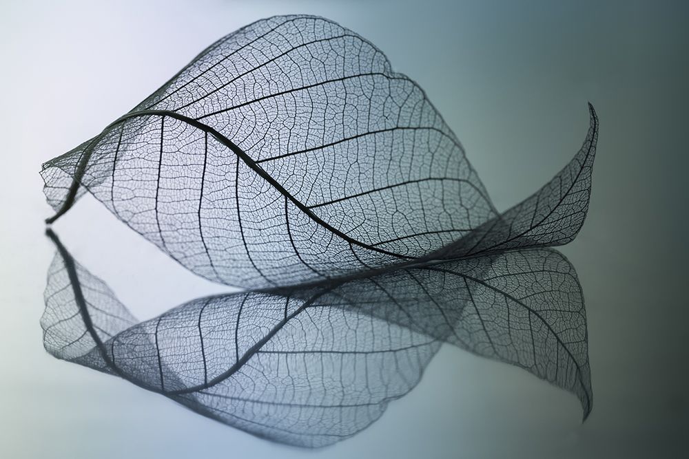 Curvaceousness art print by Shihya Kowatari for $57.95 CAD