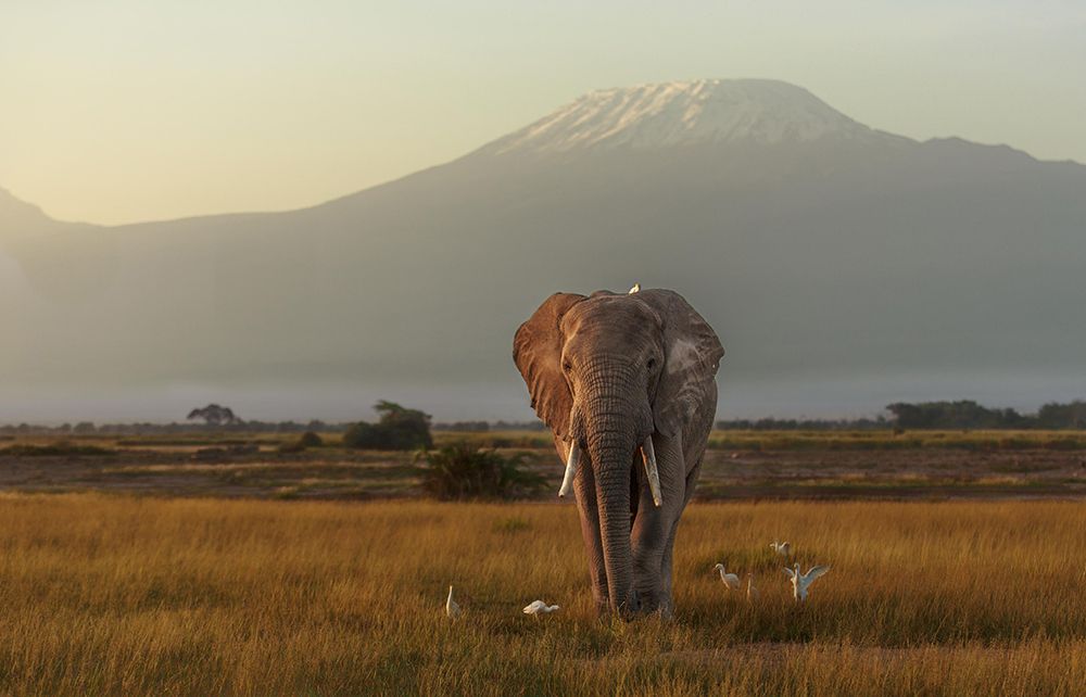 Under The Roof Of Africa art print by Massimo Mei for $57.95 CAD