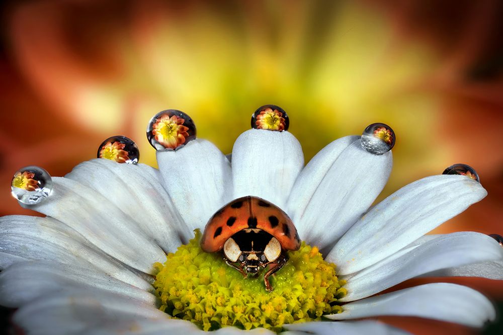 The vanity of the ladybug art print by Alberto Ghizzi Panizza for $57.95 CAD