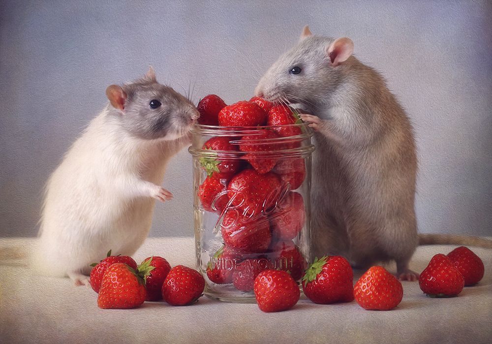 Strawberries art print by Ellen van Deelen for $57.95 CAD