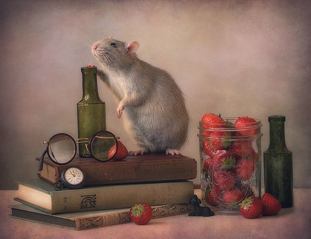 Jimmy  :) art print by Ellen van Deelen for $57.95 CAD