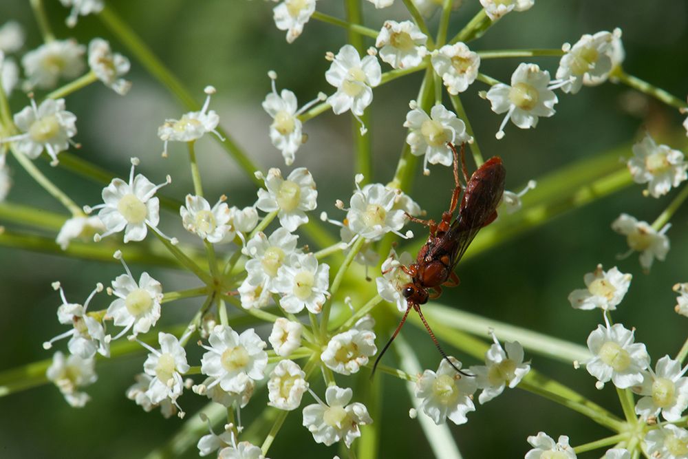 Red Pollinator art print by Paul Gardner for $57.95 CAD