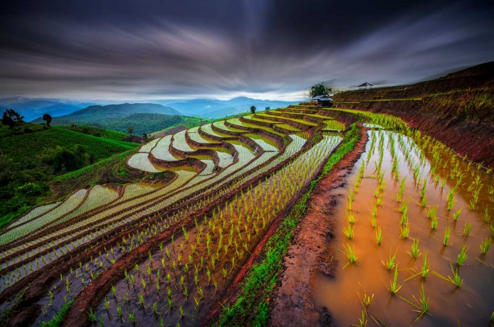 Unseen Rice Field art print by Tetra for $57.95 CAD