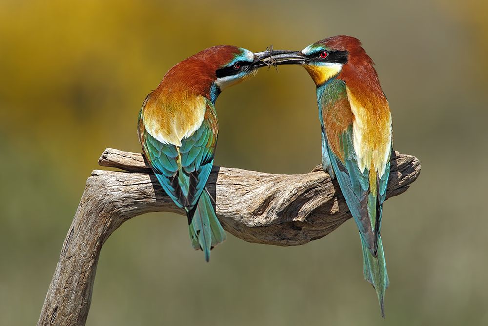 True Love art print by Nicolas Merino for $57.95 CAD