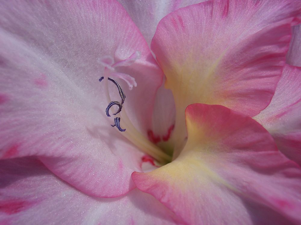 Gladiolus Priscilla art print by Snezana Petrovic for $57.95 CAD