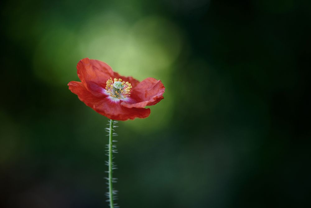 Morning Poppy art print by Lotte Gronkjar for $57.95 CAD
