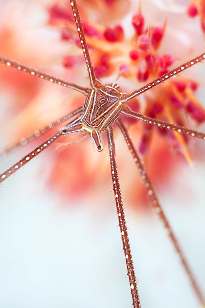 Snow Flower art print by Andrey Narchuk for $57.95 CAD