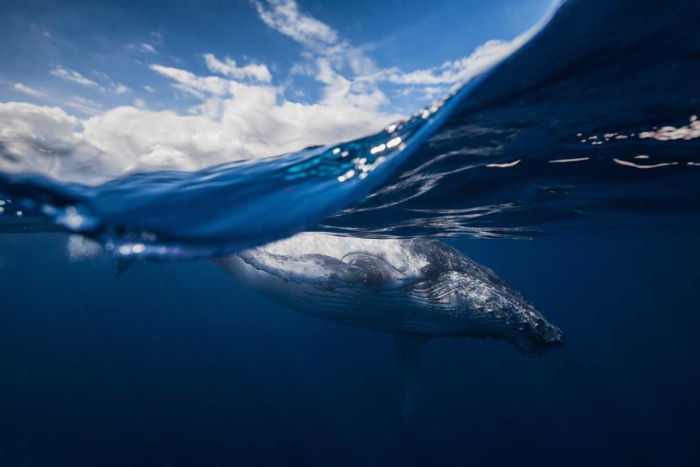 Humpback Whale And The Sky art print by Barathieu Gabriel for $57.95 CAD