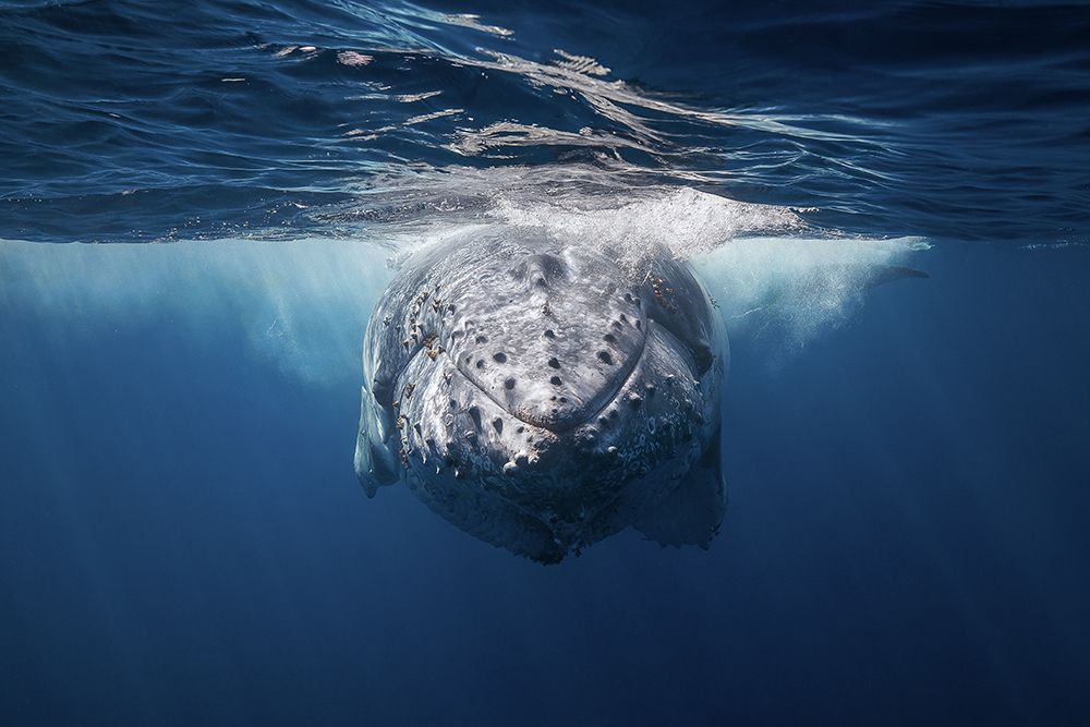 Face to face with Humpback whale art print by Barathieu Gabriel for $57.95 CAD