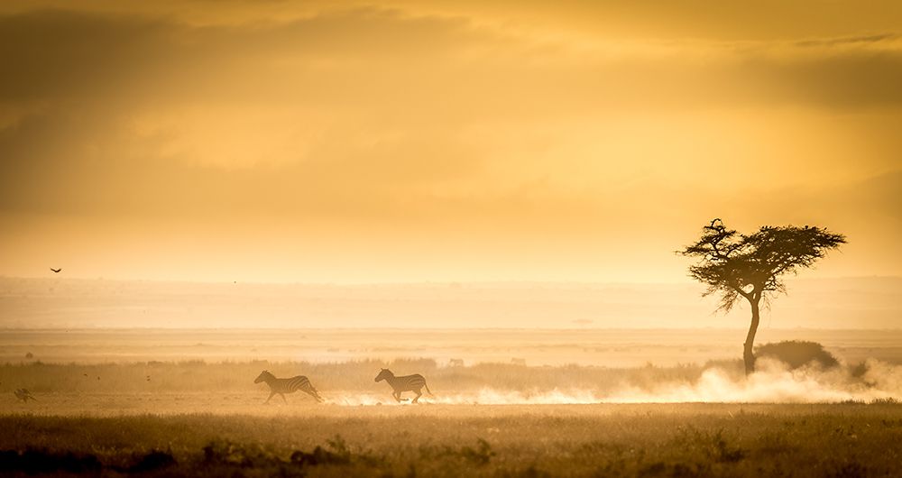 Training, Because The Lions Await. art print by Jeffrey C. Sink for $57.95 CAD