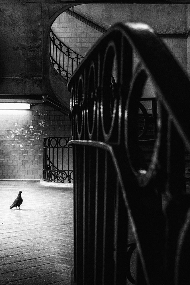 Big Bird In A Small Cage art print by Laura Mexia for $57.95 CAD
