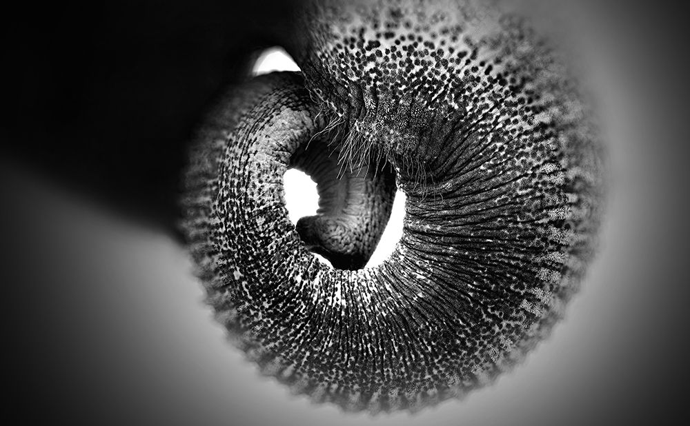 Trunk ..... art print by Antje Wenner-Braun for $57.95 CAD