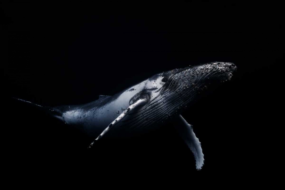 Black and Whale art print by Barathieu Gabriel for $57.95 CAD